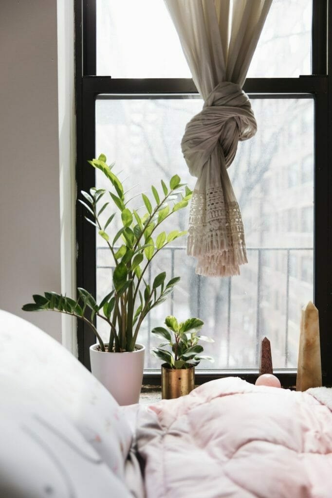 rośliny na parapecie w sypialni
