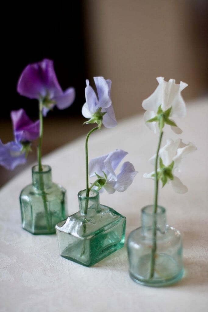 aranżacja z trzech pojdeynczych kwiatów pachnącego groszku w trzech butelkach