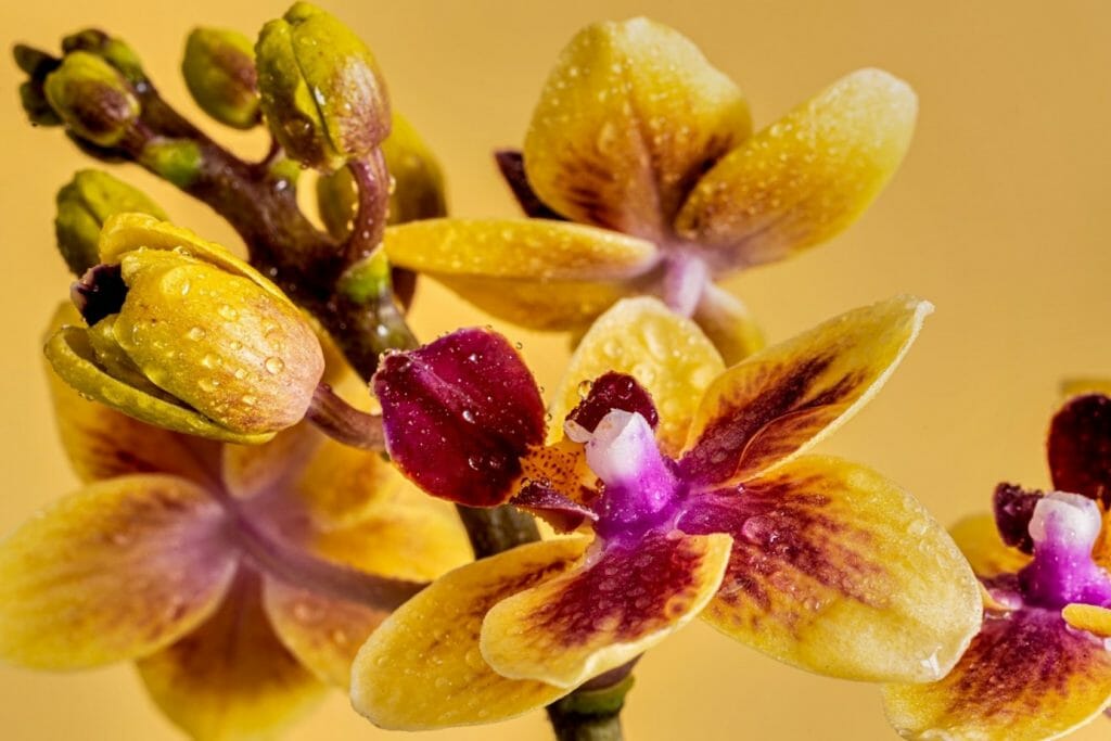 Orchidee mogą mieć najróżniejsze kolory. Często ich płatki są wielobarwne