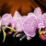 Storczyki, orchidee o biało-fioletowych kwiatach